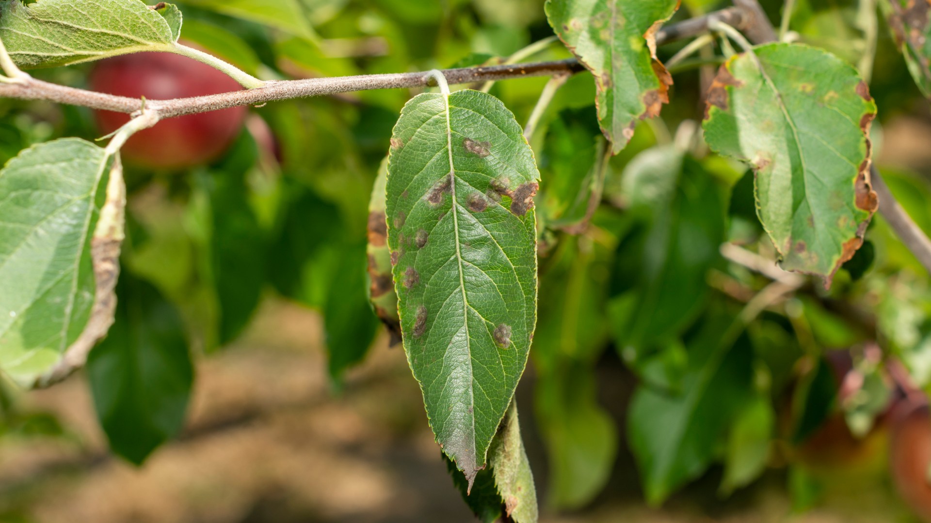 Apple scab tree disease found on client's property in Lansing, MI.