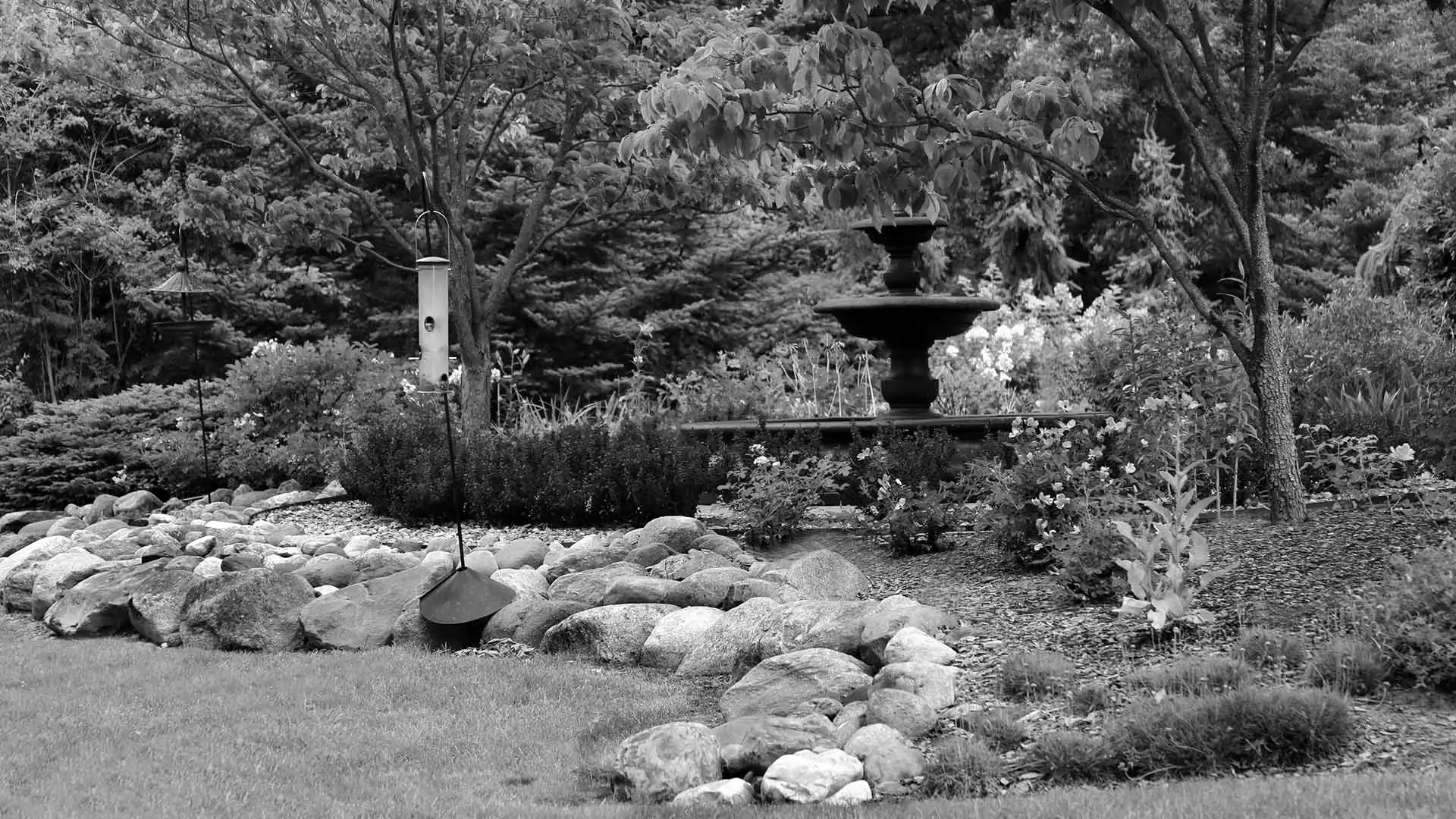 Black and white photo of landscaping plants and mulch bed in East Lansing, MI.