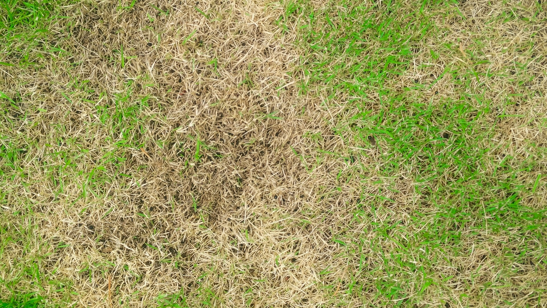 Brown Grass Causes - Dehydration, Over-Fertilization, Turf Disease, or Insects?