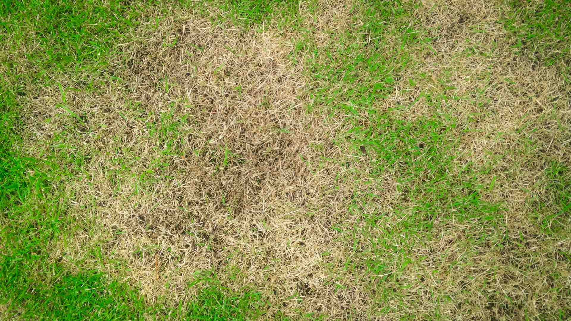 Brown patch lawn disease found in client's property in Lansing, MI.
