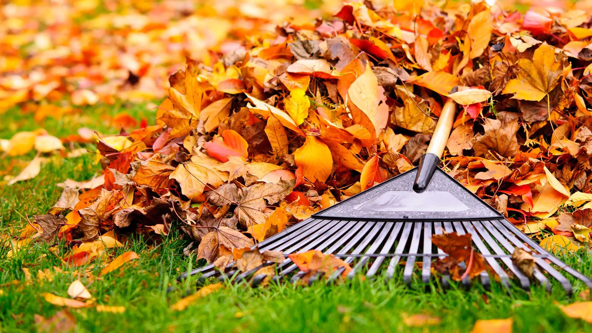Colorful fall leaves and a rake in a yard near East Lansing, MI.