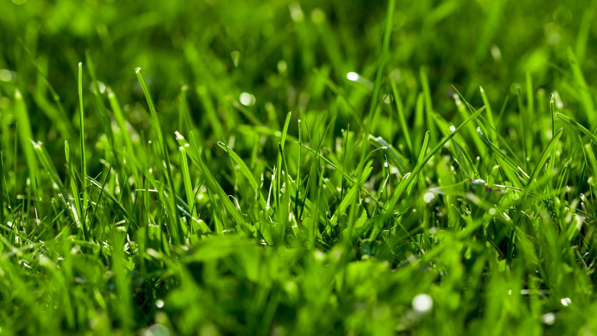 Can You Mow Your Lawn After It Rains?