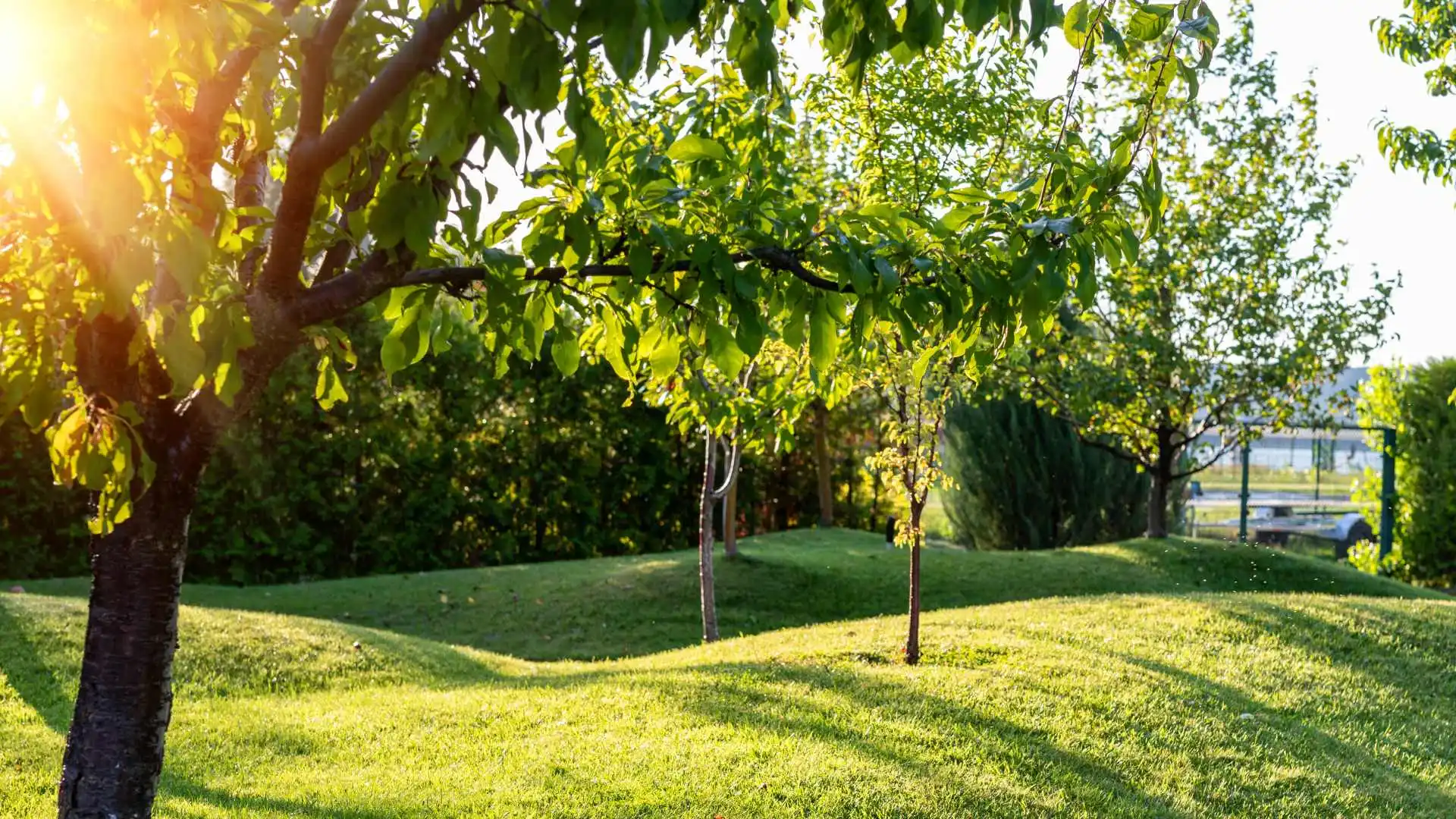 Healthy tree in landscaping after fertilizer treatments in Lansing, MI.