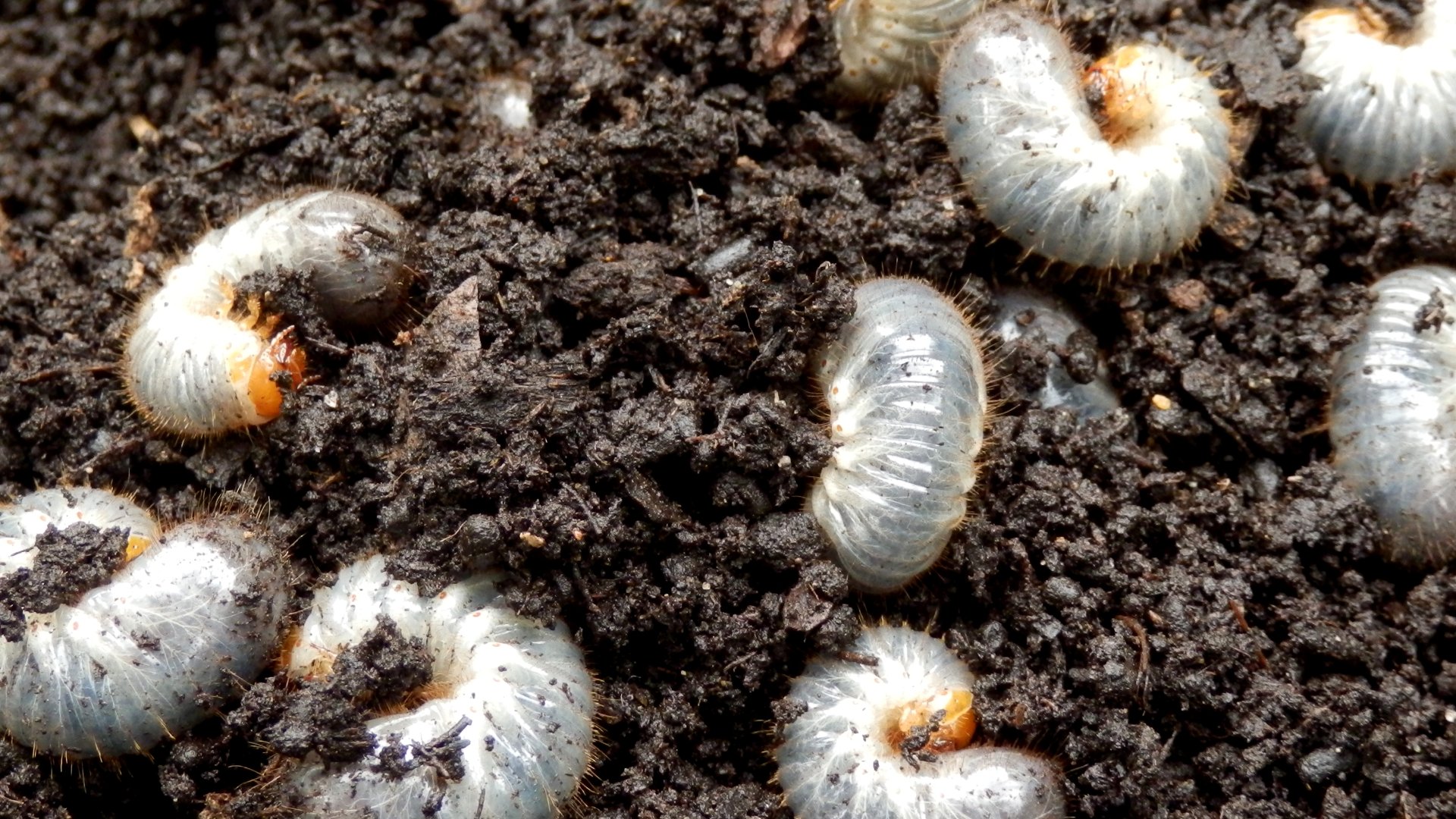 Here’s Why Skipping Out on Preventative Grub Control Is a Big Mistake