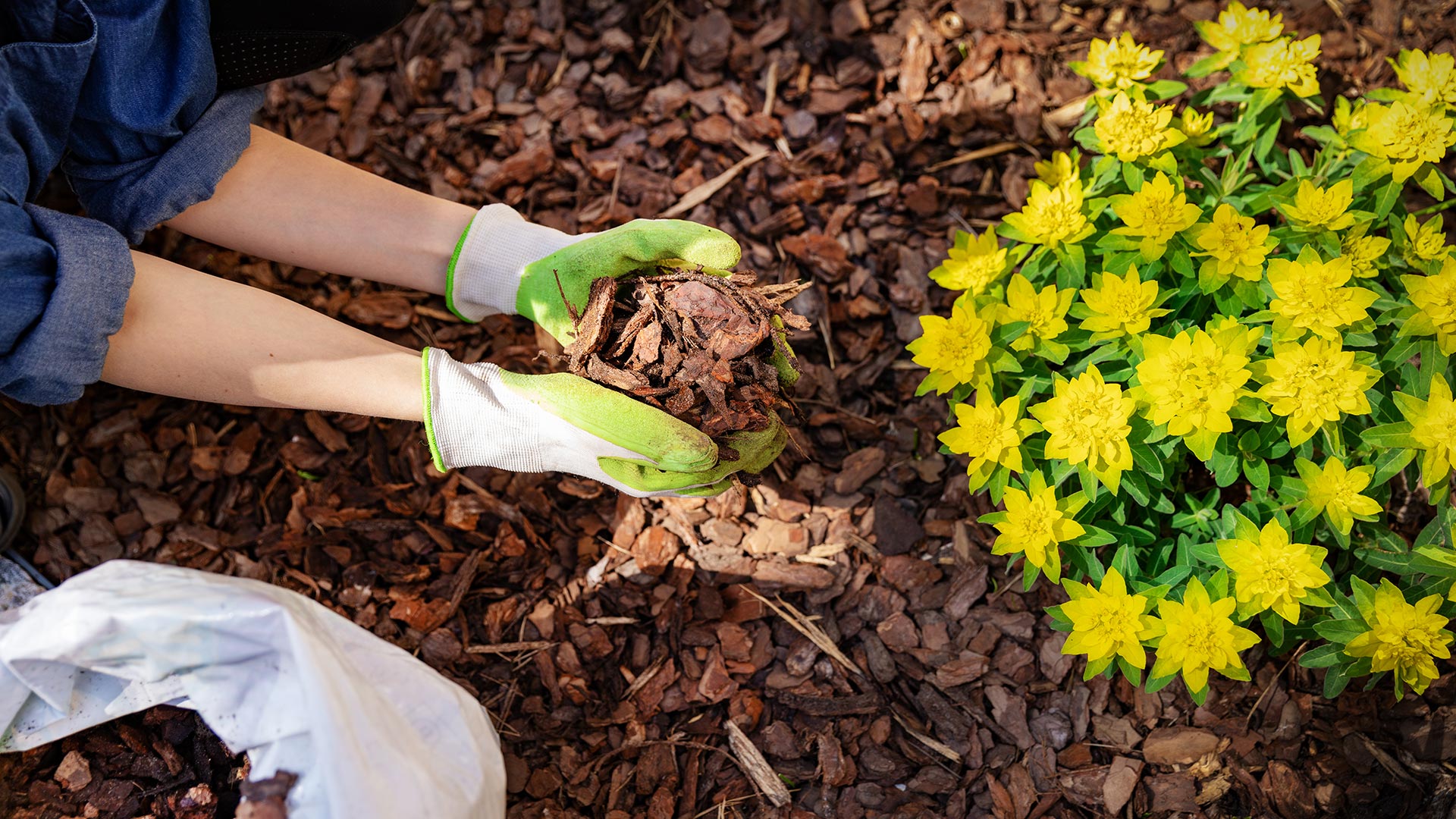 Landscaper installing mulch nearby vibrant yellow flowers in East Lansing, MI.