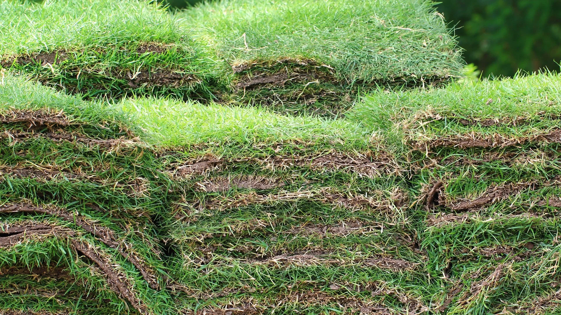 The Perfect Maintenance Schedule for New Sod