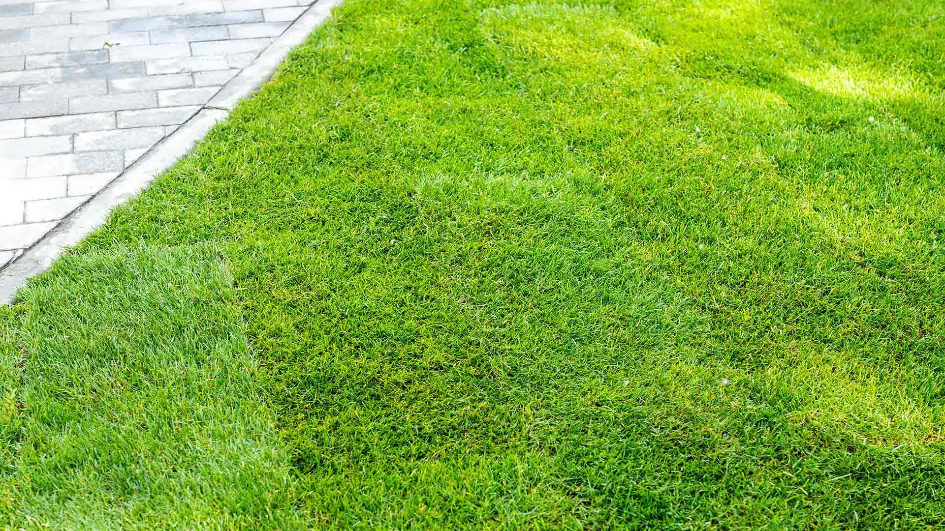 Sod vs Seeds? Which Method Should You Choose to Establish Your New Lawn?