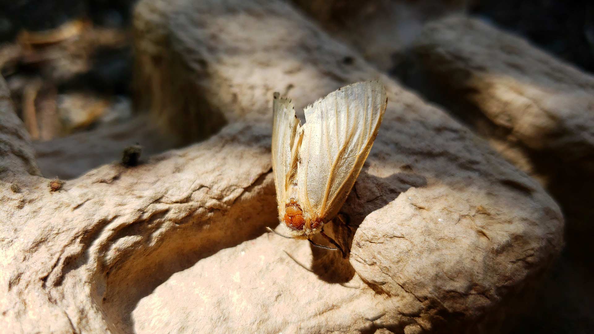 Spongy Moth Season Is Here in Michigan - Here’s What You Should Know