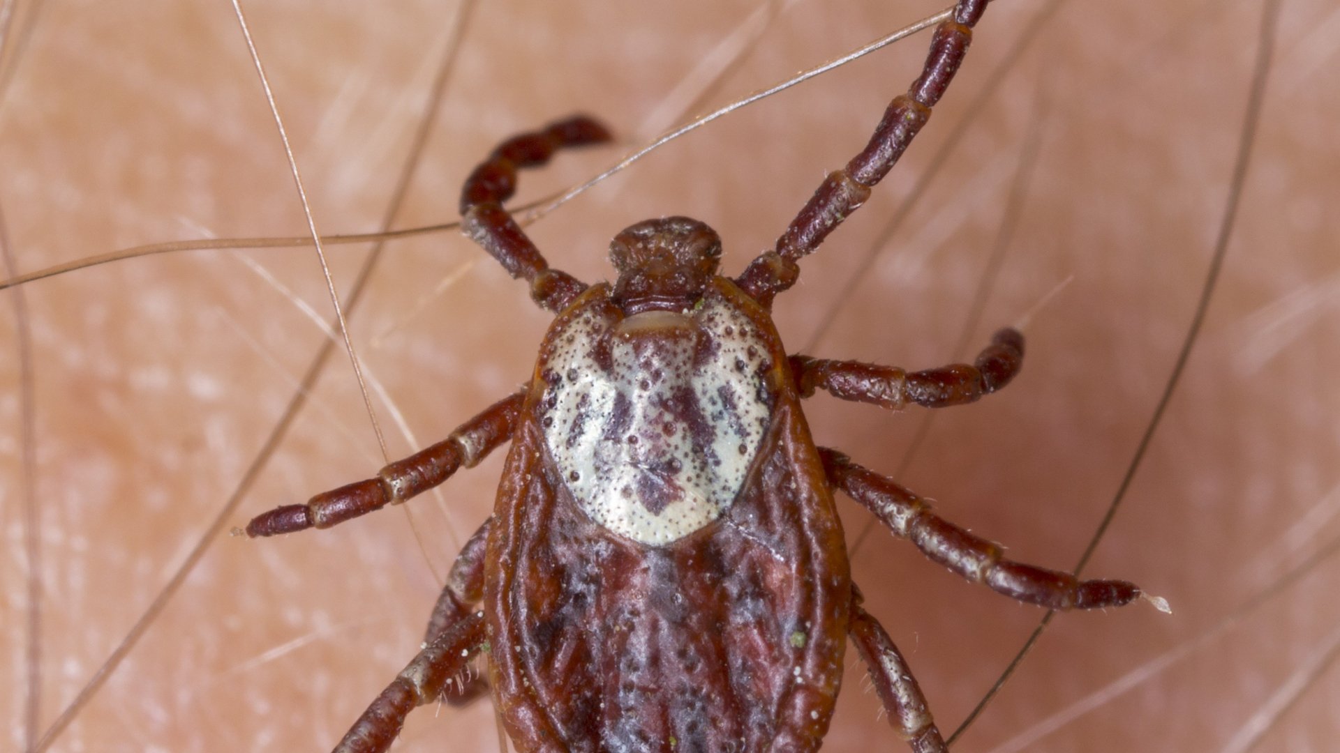 Tick Season Is Here in Michigan - Protect Your Kids & Pets