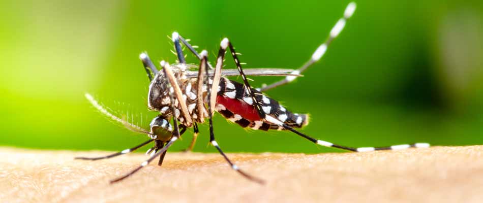 The Buzz About Mosquitoes and Their Harmful Bites