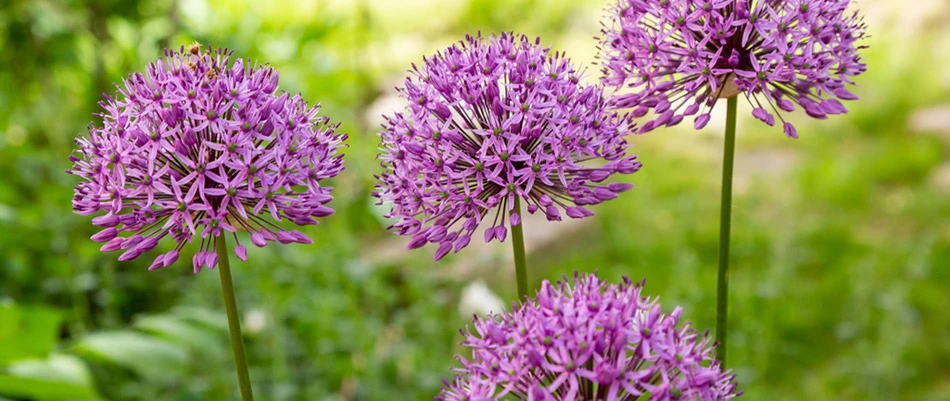 You Should Have These 5 Flowering Perennials in Your Landscape.