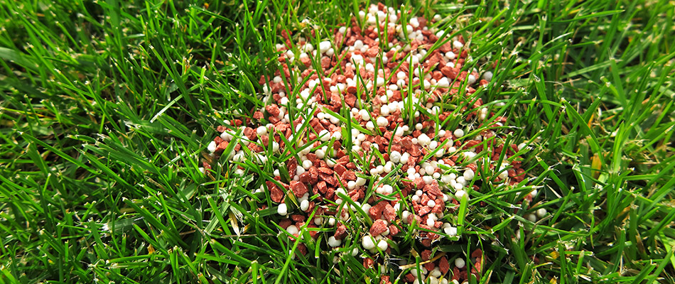 A pile of red and white fertilizer on a lawn in Okemos, MI.