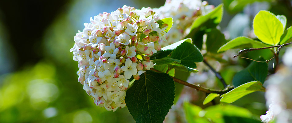 Viburnum flowers planted on a property in Haslett, MI.