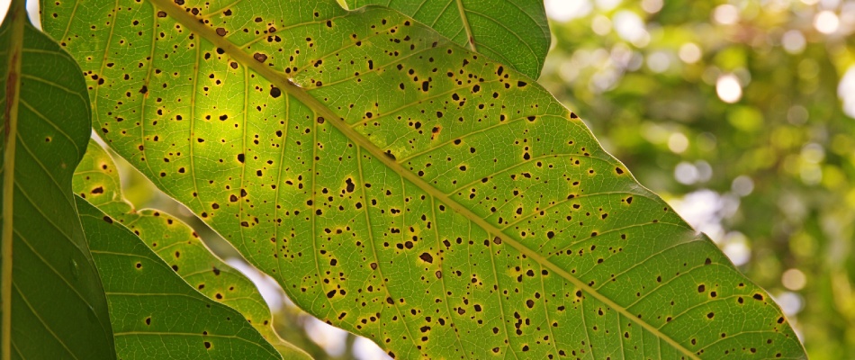 Anthracnose disease found in a tree in landscape in Haslett, MI.