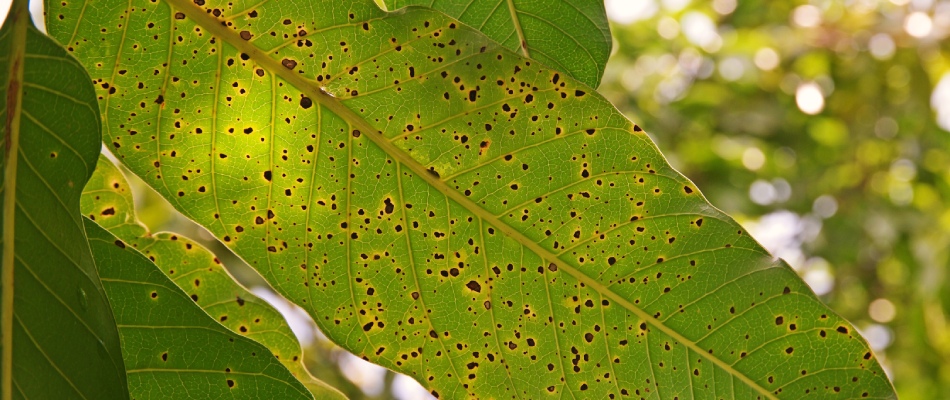 Anthracnose disease found in tree in Lansing, MI.