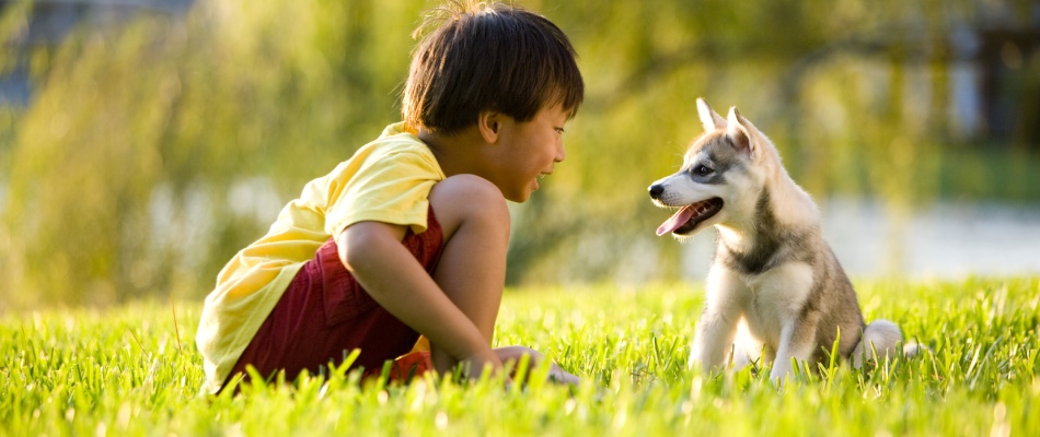 A child with their dog in a newly seeded lawn in Lansing, MI.