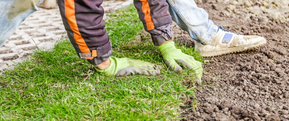 Gloved professional applying sod square in lawn in Dewitt, MI.