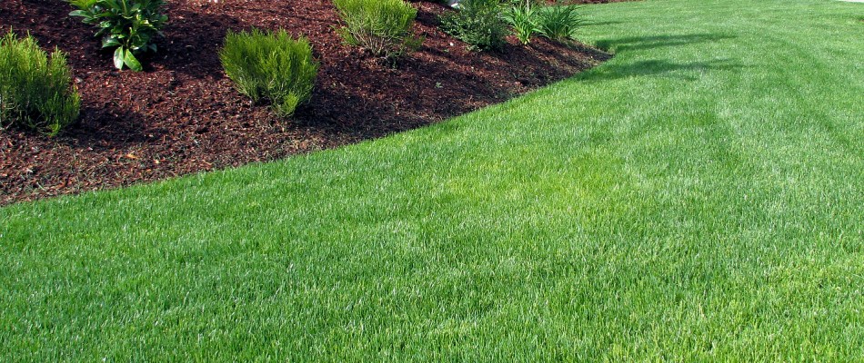 Healthy and maintained lawn after services in Dewitt, MI.