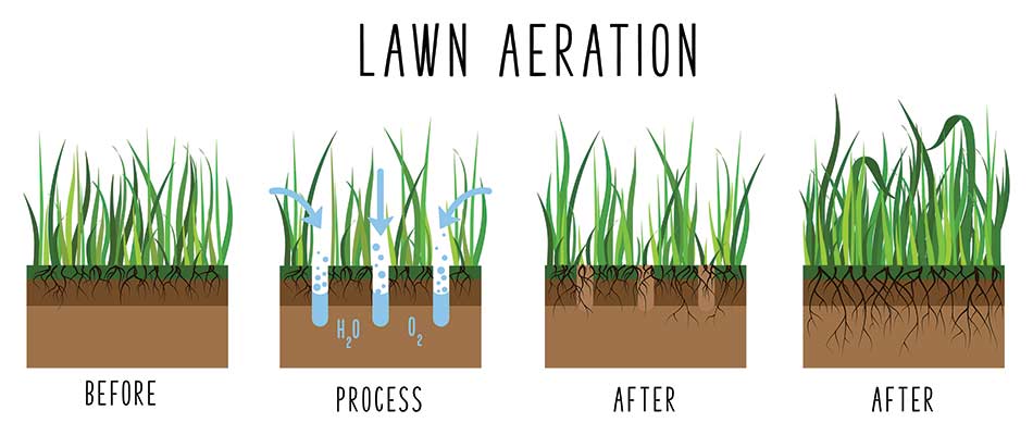 Lawn core aeration infographic for services in East Lansing, MI.