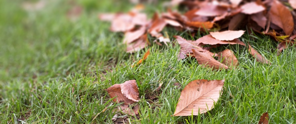 Leaves spread among lawn in East Lansing, MI.