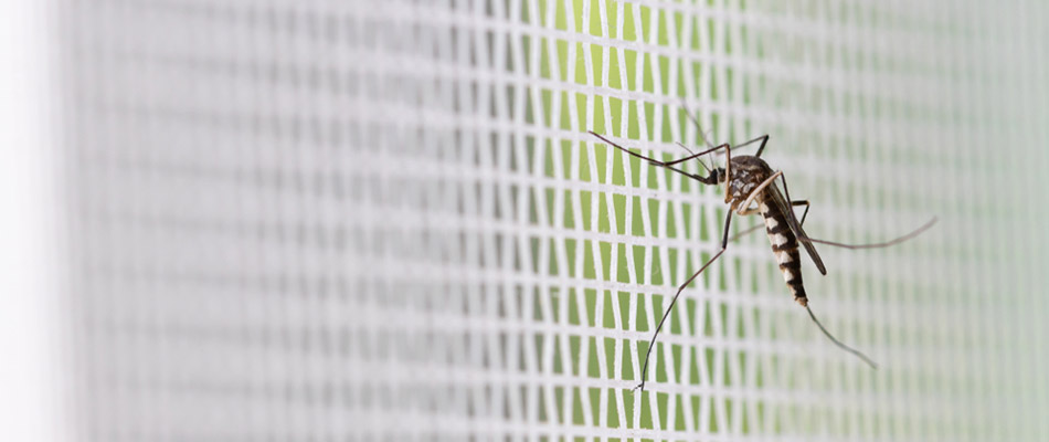 A mosquito on a screen at a potential client's home in East Lansing, MI.