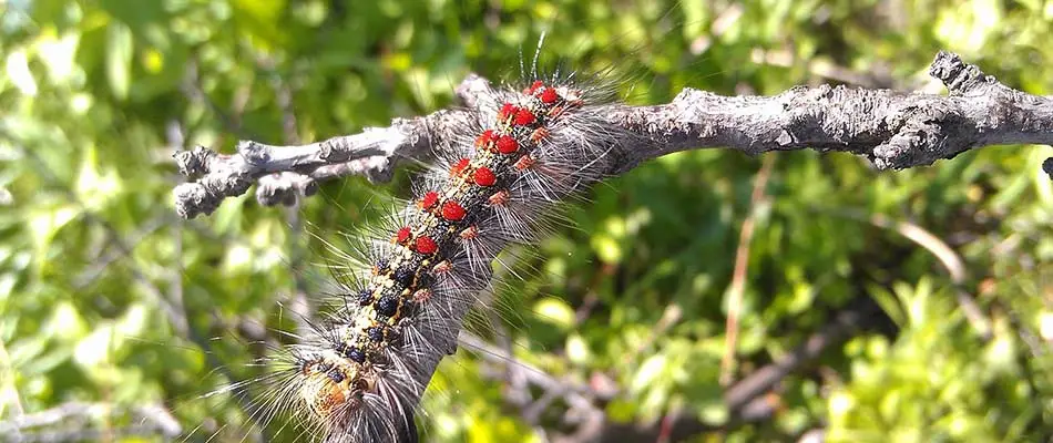 Spongy moth caterpillar with red dots near East Lansing, MI.