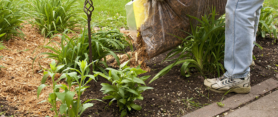A person is spreading mulch in a landscape bed.