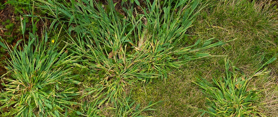 Weeds stealing nutrients in lawn in Lansing, MI.