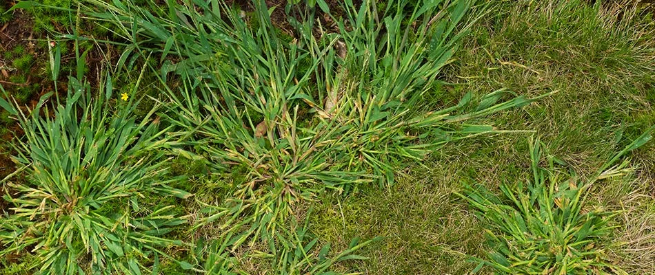 Weeds stealing nutrients in lawn in Lansing, MI.
