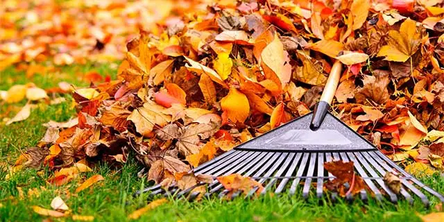 Colorful fall leaves and a rake at a home in Okemos, MI.