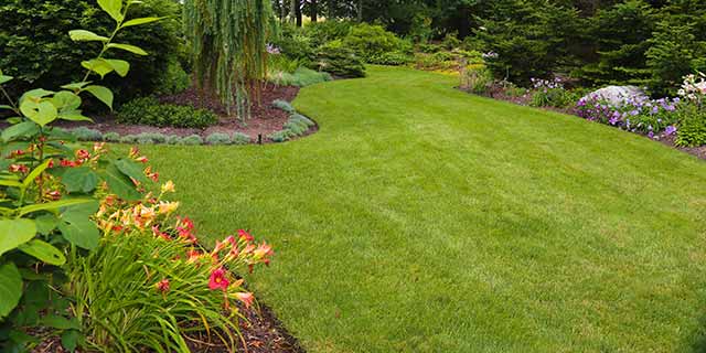 Regularly fertilized home lawn in East Lansing, MI.