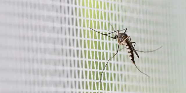 Mosquito trying to get through a screen near Dewitt, MI.
