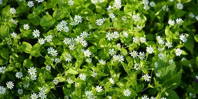 Close up photo of chickweed growing in a Okemos, MI yard.