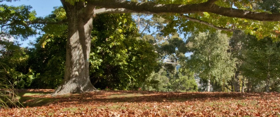 leaves-beginning-to-fall-from-tree
